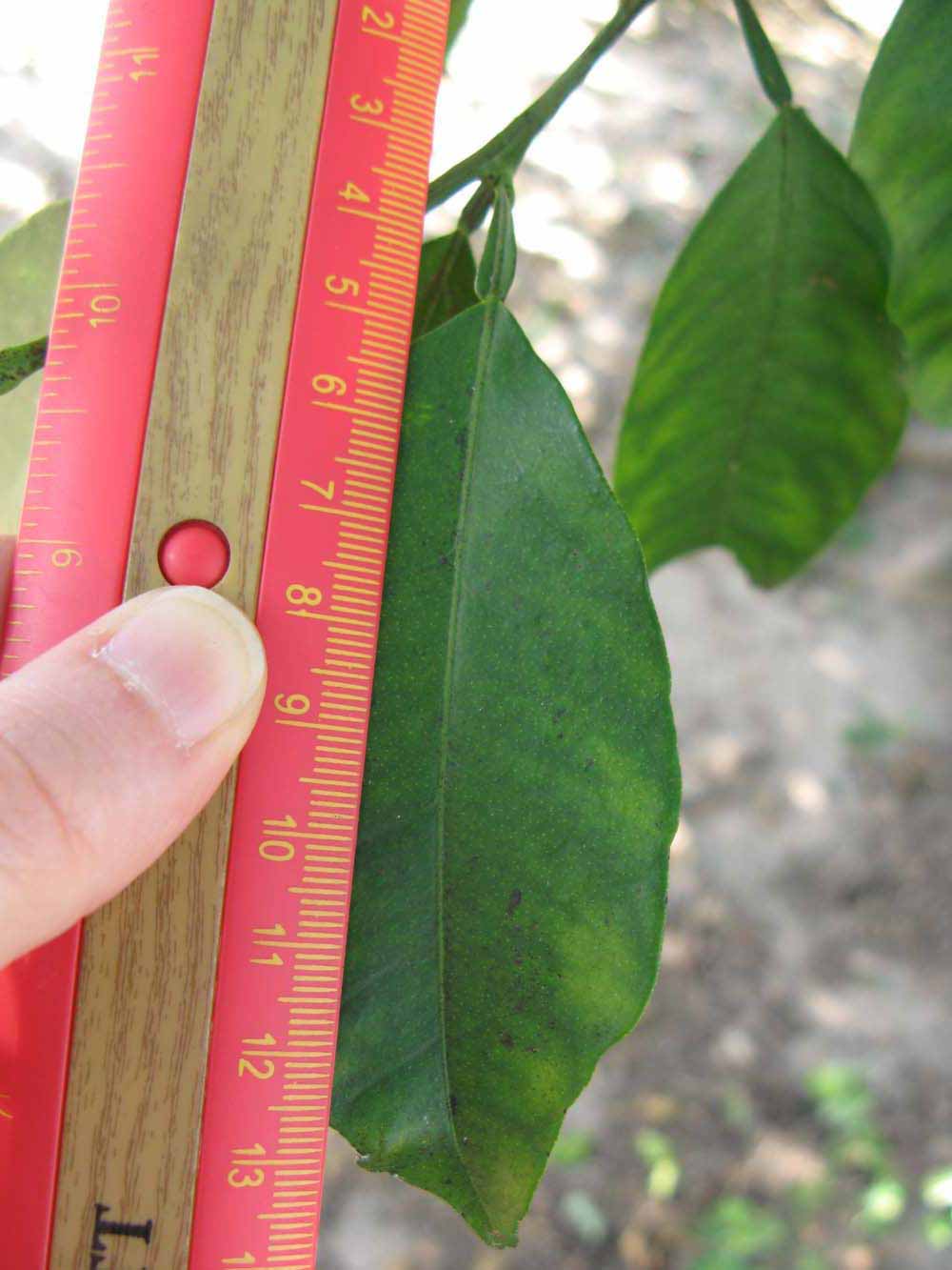              Unifoliolate leaf (Winter Haven, FL)       